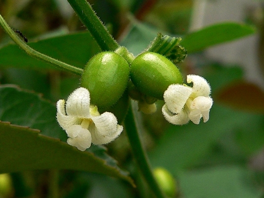 {Cayaponia quinqueloba}